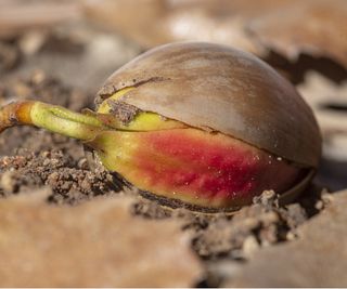 Sprouting acorn