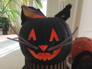 Cat jack-o’-lantern