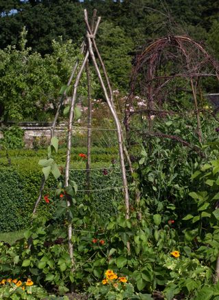 An obelisk trellis made from twigs in a large garden