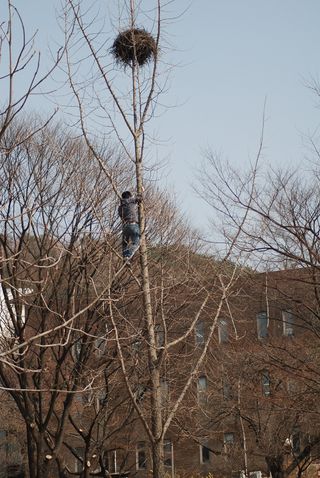 Researchers climbing trees to survey the magpies in their nests.