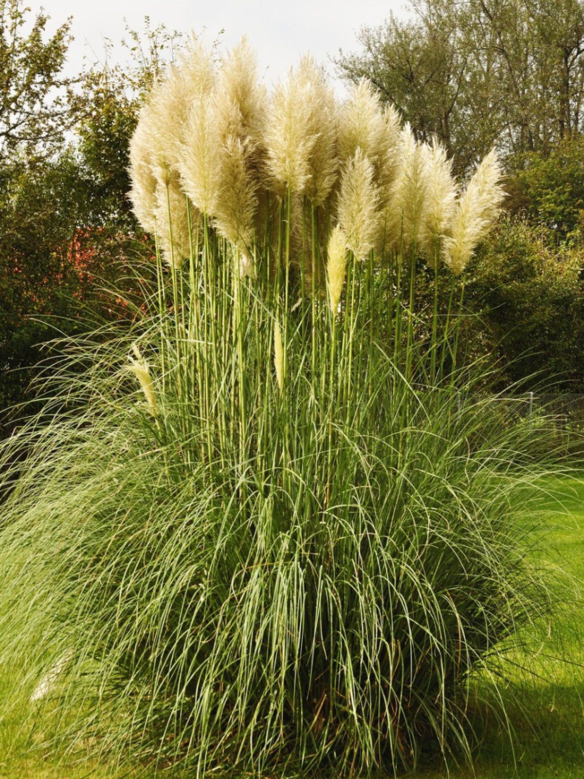 Tall Pampas Grass