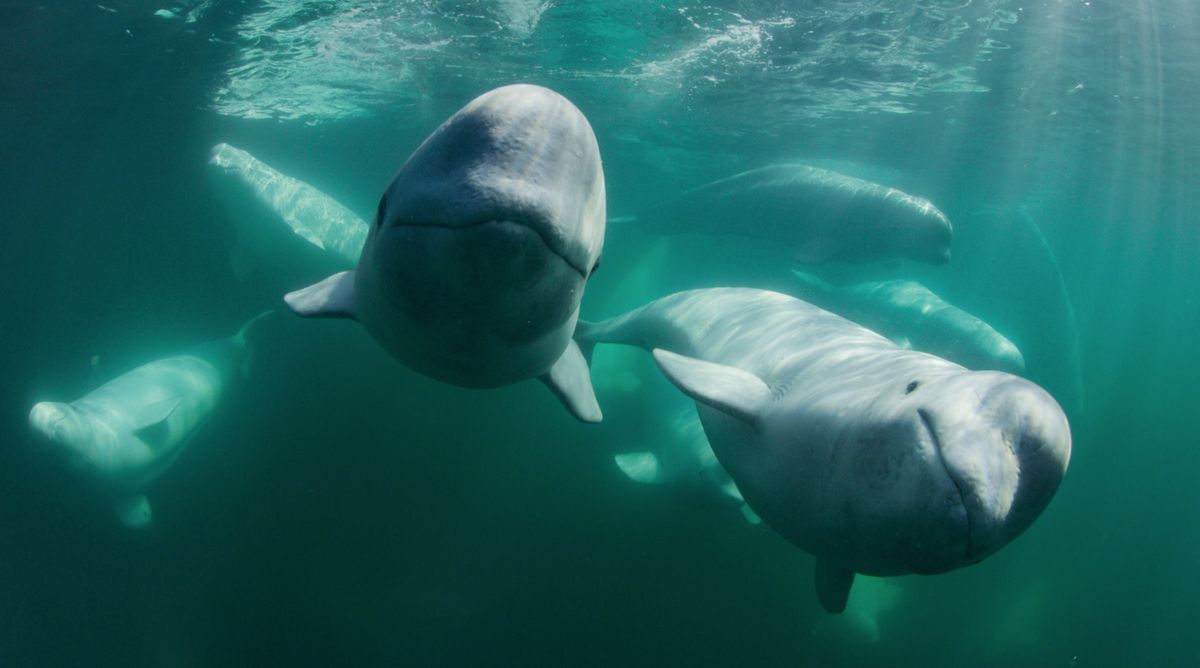 The new documentary "Secrets of the Whales" delves into the lives of ocean leviathans on Disney Plus and National Geographic.