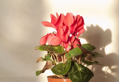 Potted Pink Cyclamen Plant