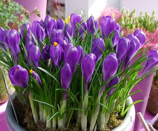 Purple crocuses growing in a pot