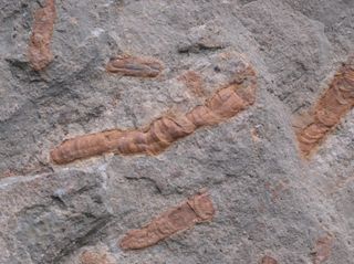 Tubelike Fossils