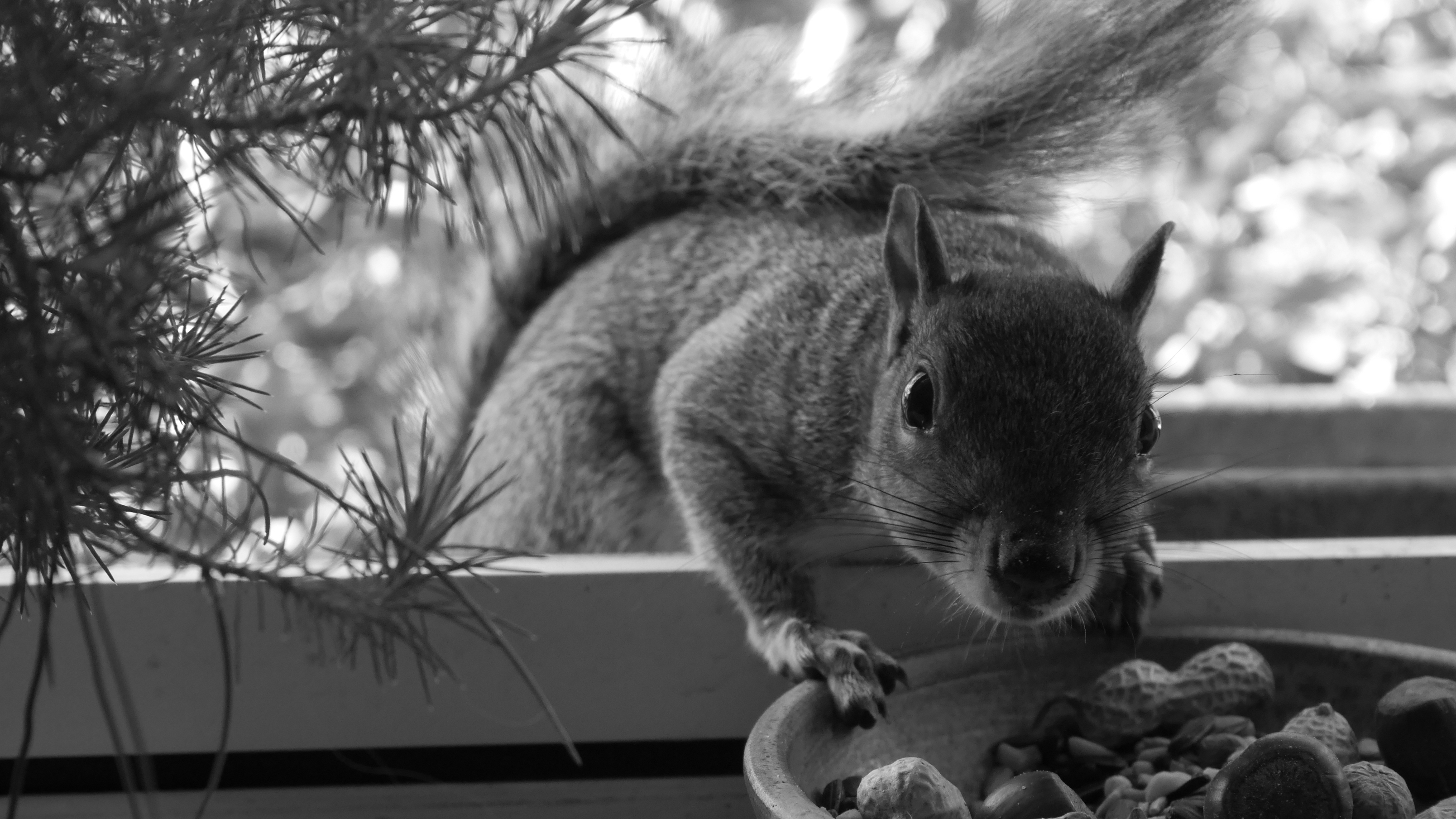 Artist in residence; a squirrel and some nuts