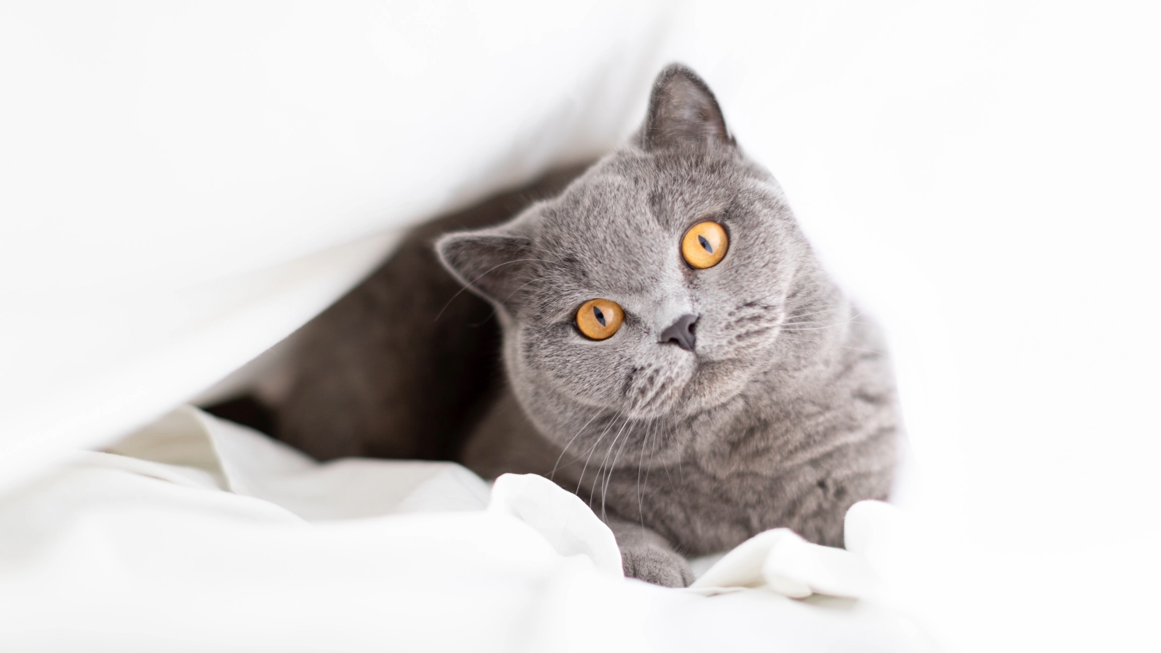 British Shorthair lying under bed sheet