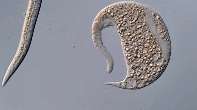 Nikon Small World in Motion video showing roundworm and a single-celled Dileptus