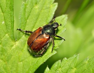 Chafer beetle grubs