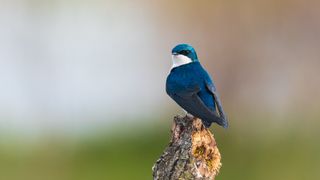 A tree swallow