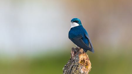 A tree swallow