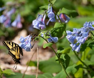tiger swallowtail butterfly on Virginia bluebells