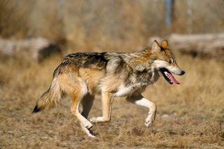 A Mexican gray wolf. 
