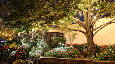 Garden with flowers and large tree illuminated by string lights