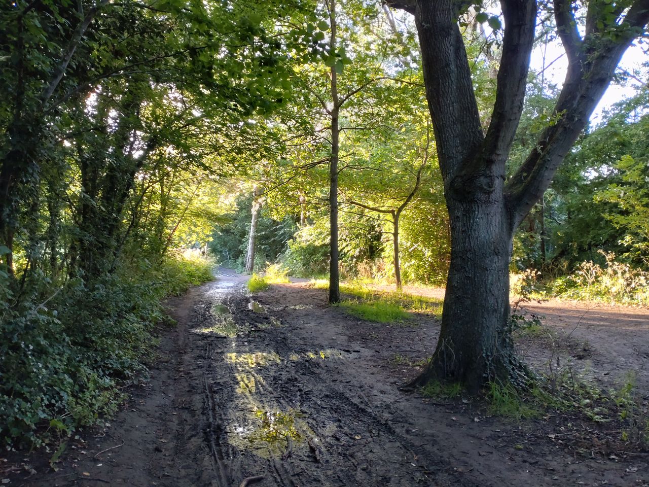 Woodland shot on the Xperia 10 III