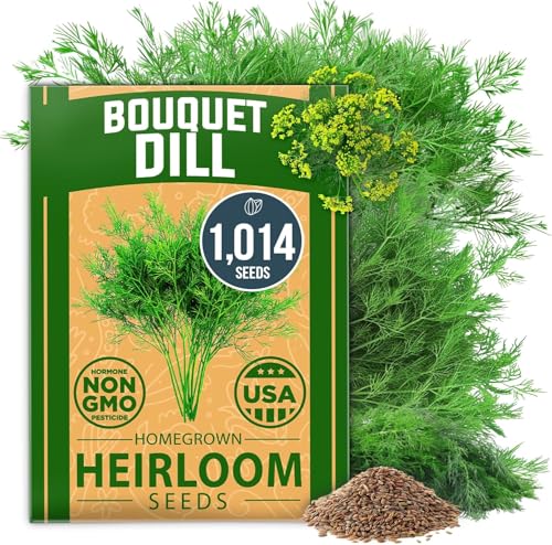 Home Grown 𝗨𝗦𝗔 𝗣𝗥𝗘𝗠𝗜𝗨𝗠 Dill Seeds for Planting 1014 Bouquet Dill Seeds 𝗡𝗢𝗡-𝗚𝗠𝗢 and Heirloom Herb Seeds for Planting Outdoors, Grow Your Fragrant Dill Herb Garden (anethum Graveolens)