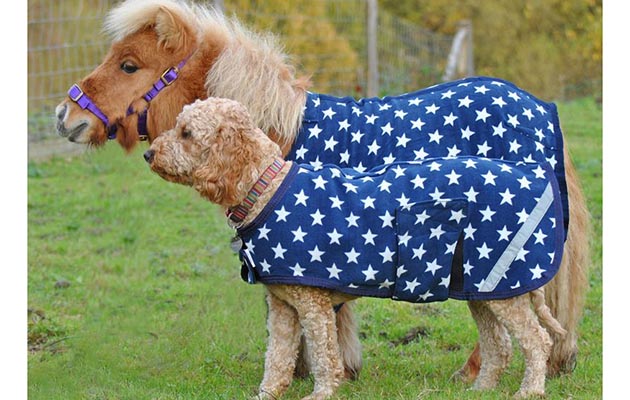 Haylie Rudgley’s miniature Sheltand Miki matches labradoodle Macy