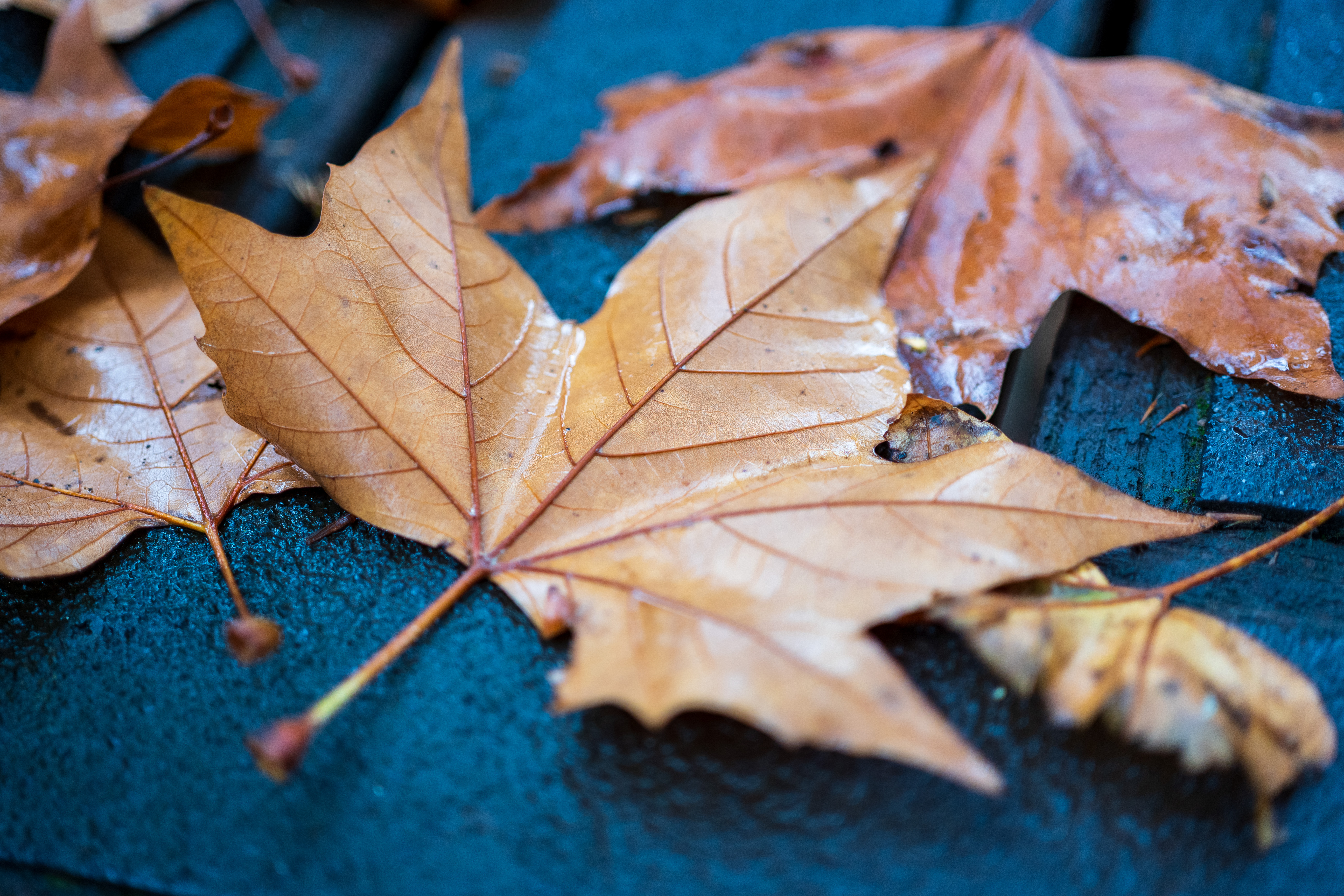 Nikon Z DX MC 35mm f/1.7 example shot