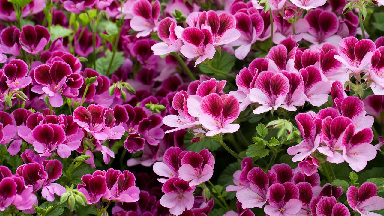 Pelargonium cuttings are an easy way to make more plants such as this attractive &#039;Darmsden&#039; variety