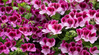 Pelargonium cuttings are an easy way to make more plants such as this attractive 'Darmsden' variety