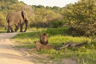 Elephants in Kruger National Park killed a rhino poacher, whose body was then eaten by lions, on April 2, 2019. Here, an image of an elephant walking behind a pride of lions in the national park in South Africa.