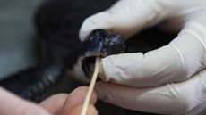 A worker at the Israeli Sea Turtle Rescue Center cleans a sea turtle on Feb. 21, 2021 after an oil spill occurred off the country's Mediterranean coast.