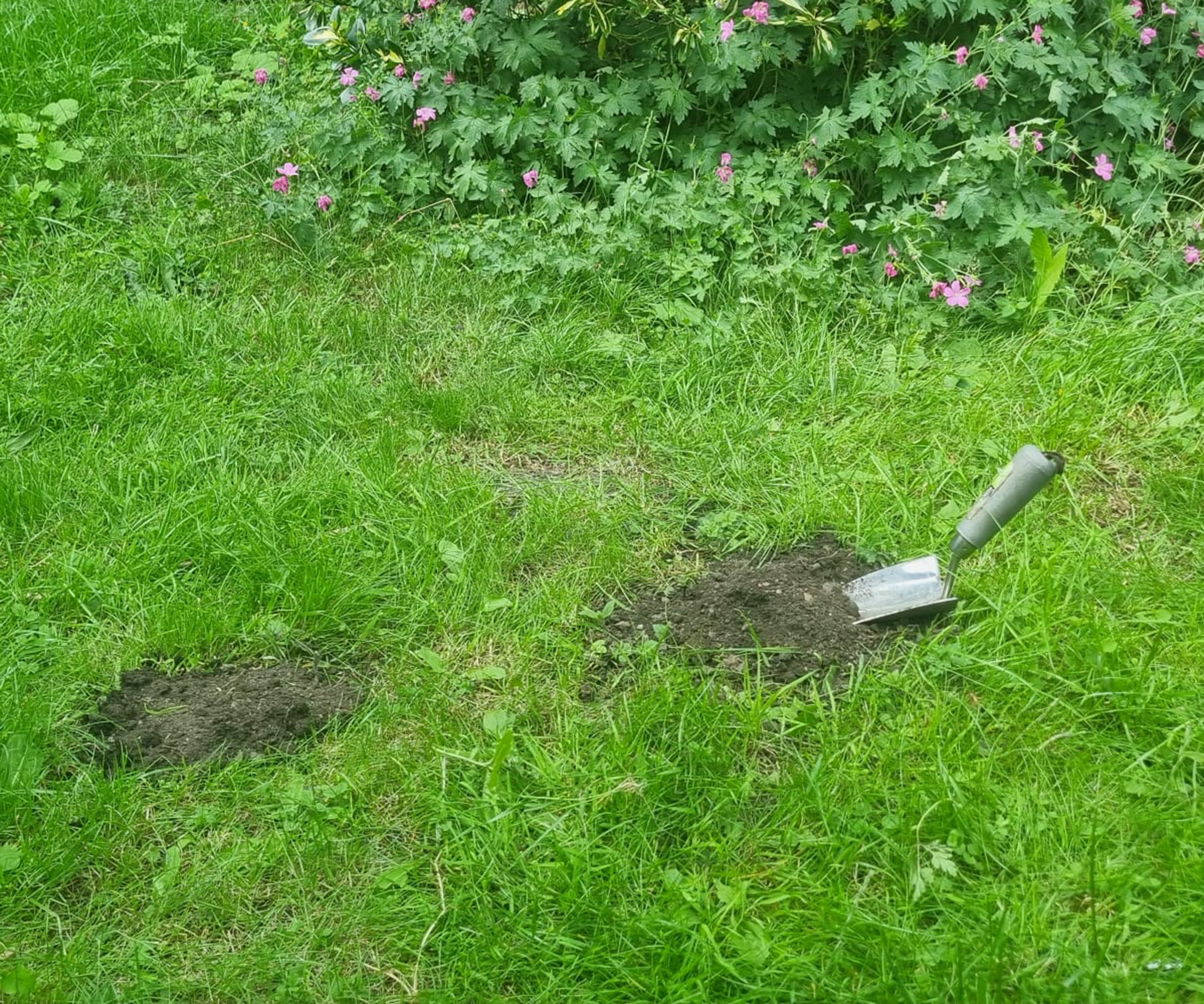 Two small mole hills on a lush grass lawn