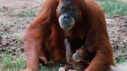 A newborn Orangutan clings to its mother at the Ramat Gan Safari Park zoo, in the central Israeli city of Ramat Gan, on July 27, 2021.