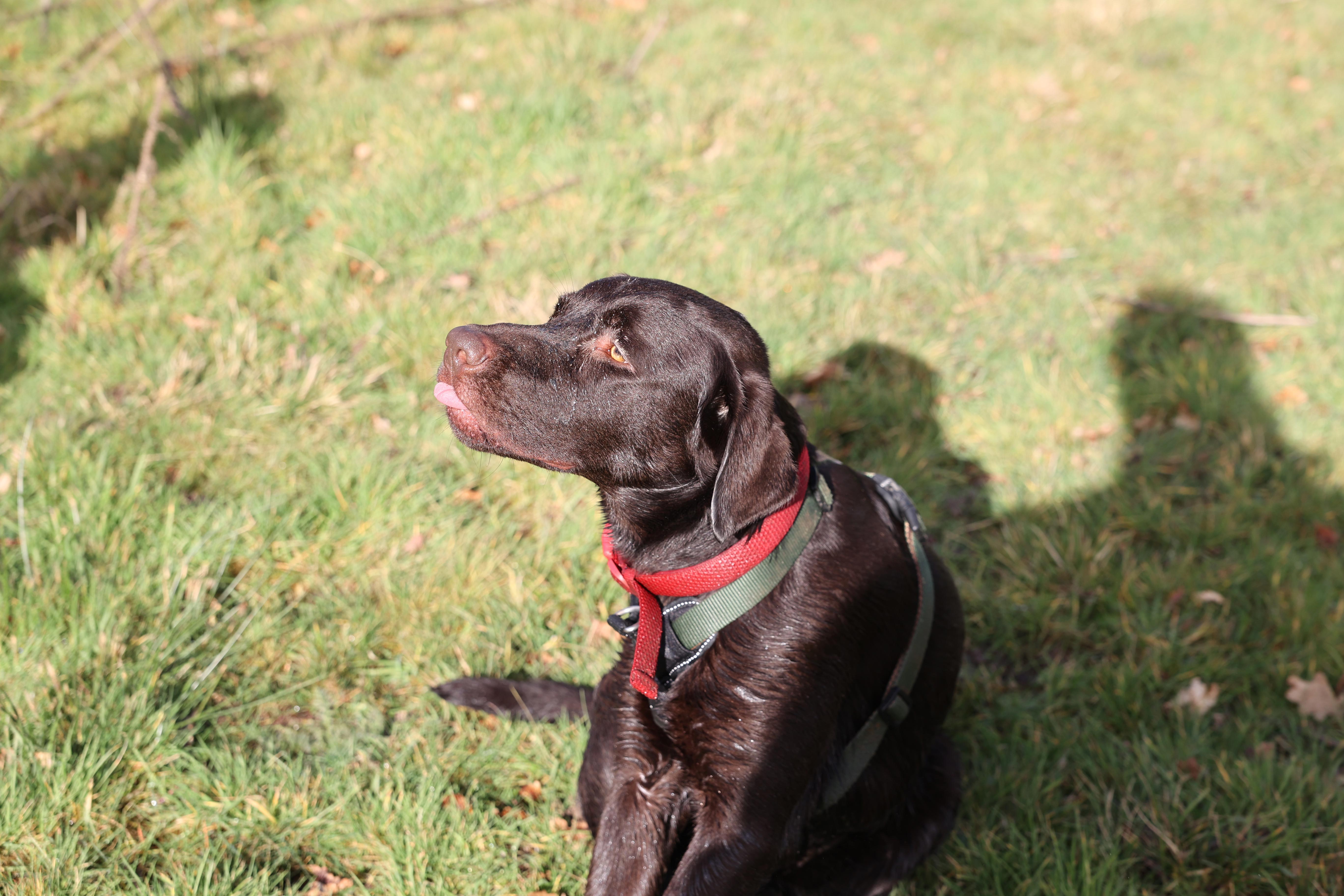 A shot taken with the Canon EOS R6 mirrorless camera. It shows a chocolate Labrador sitting with his tongue out.