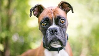 Boxer dog headshot