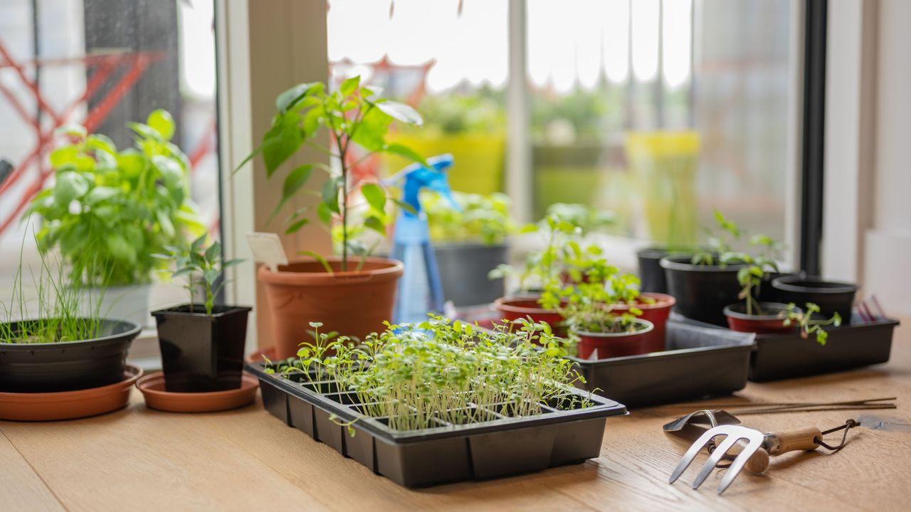 Seedlings and young plants in pots and propagator trays next to garden fork on wooden table