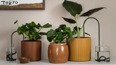 A set of potted houseplants with plant straws