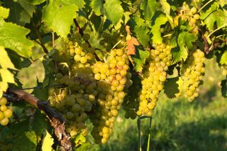 Müller-Thurgau wine grapes