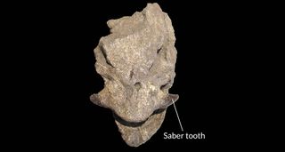 Saber-toothed salmon, saber tooth animals
