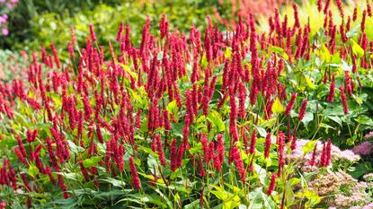 cerise flowers of persicaria, also known as bistort and knotweed