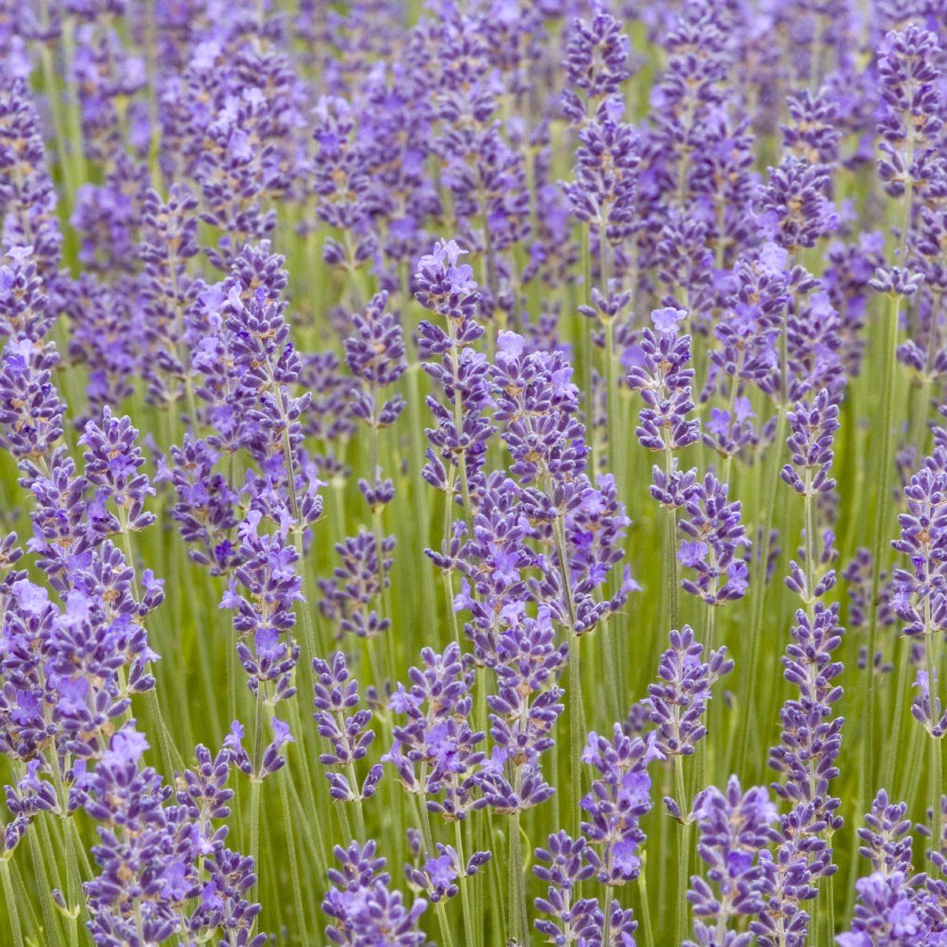 Growing Munstead Lavender – Gorgeous Fragrance Guaranteed!