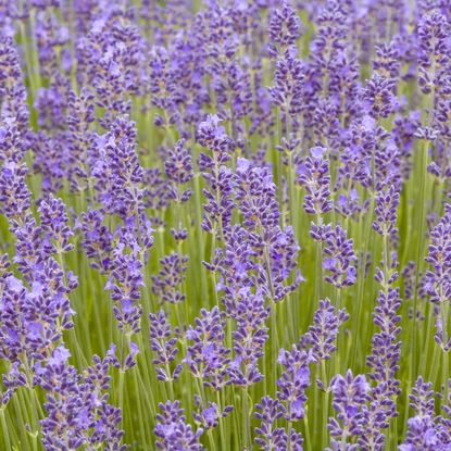 Many munstead lavender blossoms