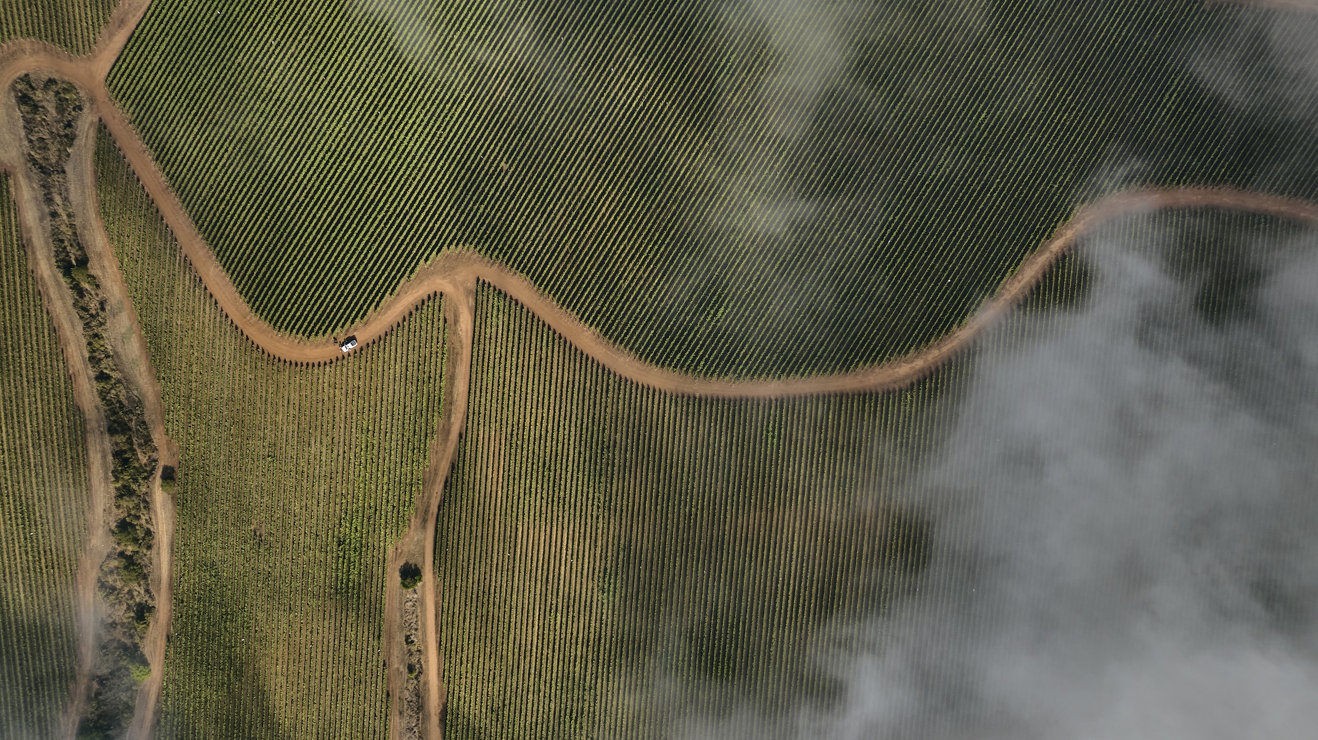 aerial view of chilean vineyard