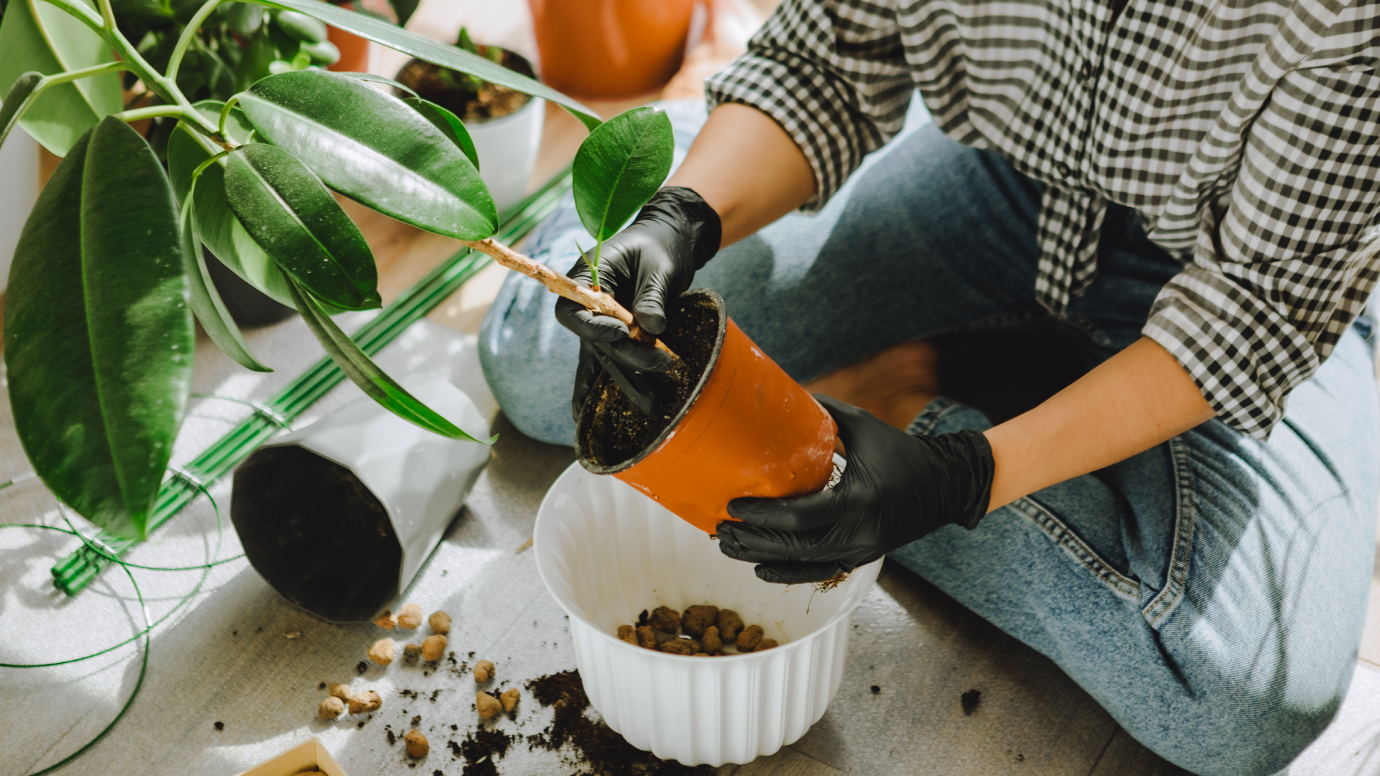 woman repotting houseplant on the floor