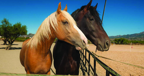 Young horses