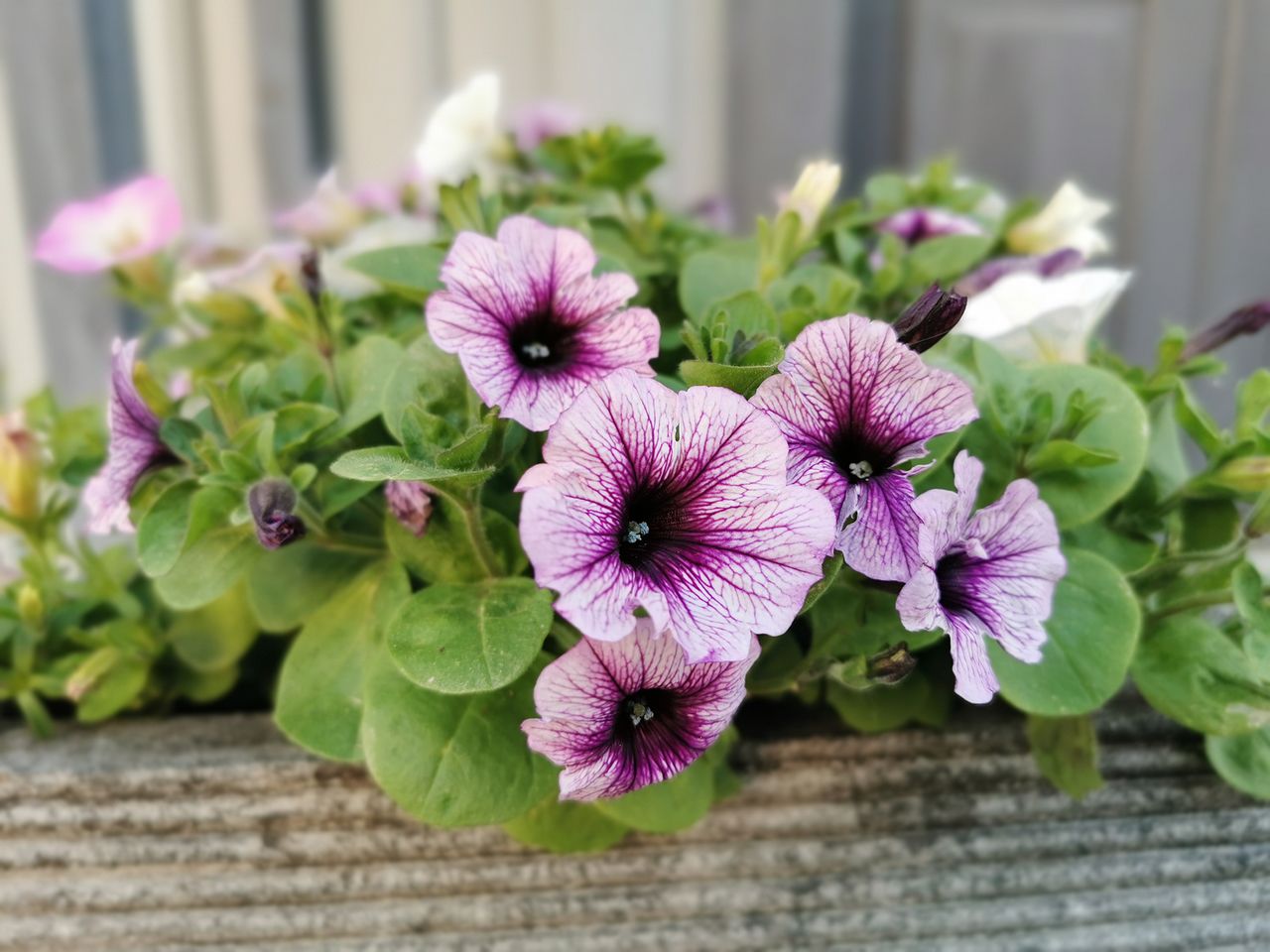 How to deadhead petunias to increase blooms Homes & Gardens