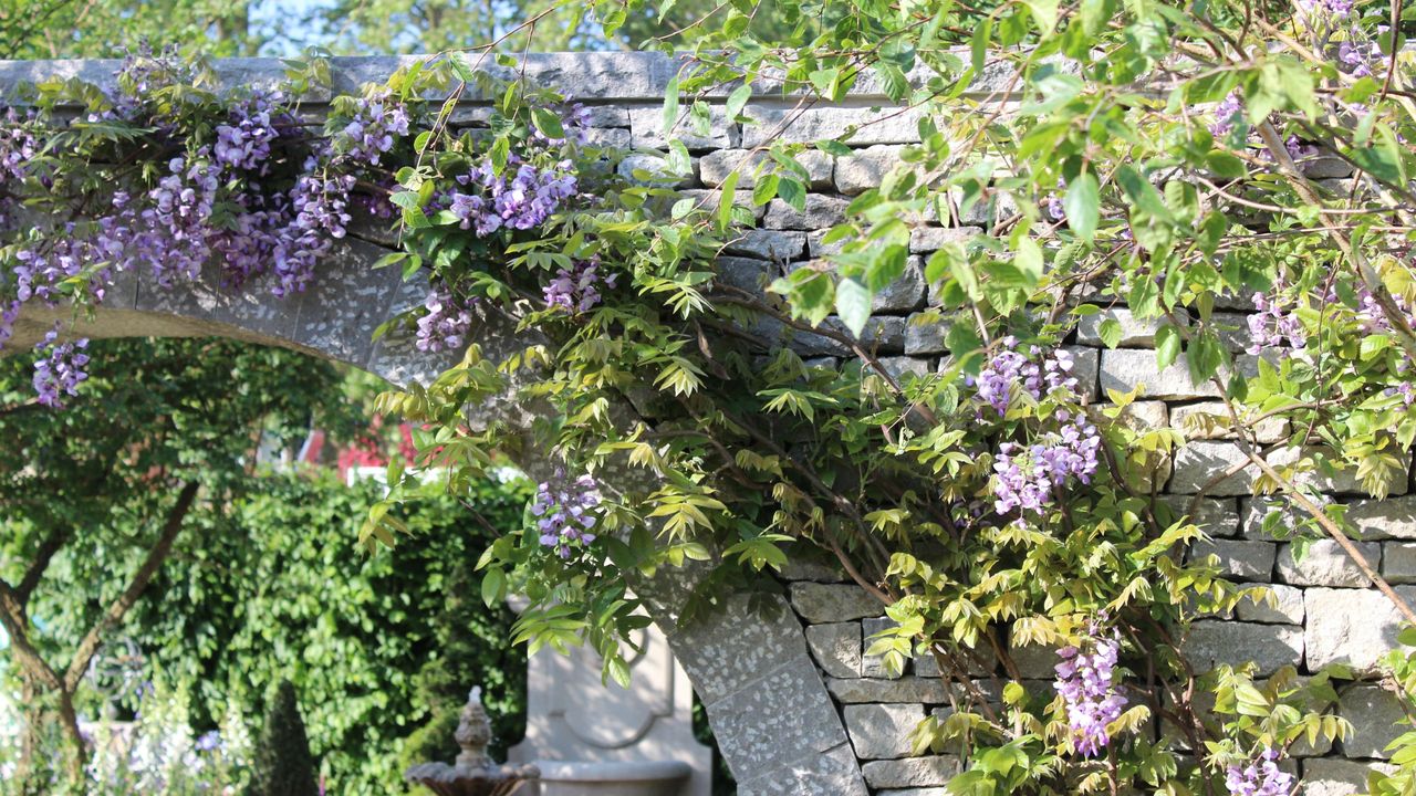 Wisteria growing on stone wall arch in The Bridgerton Garden at RHS Chelsea Flower Show 2024