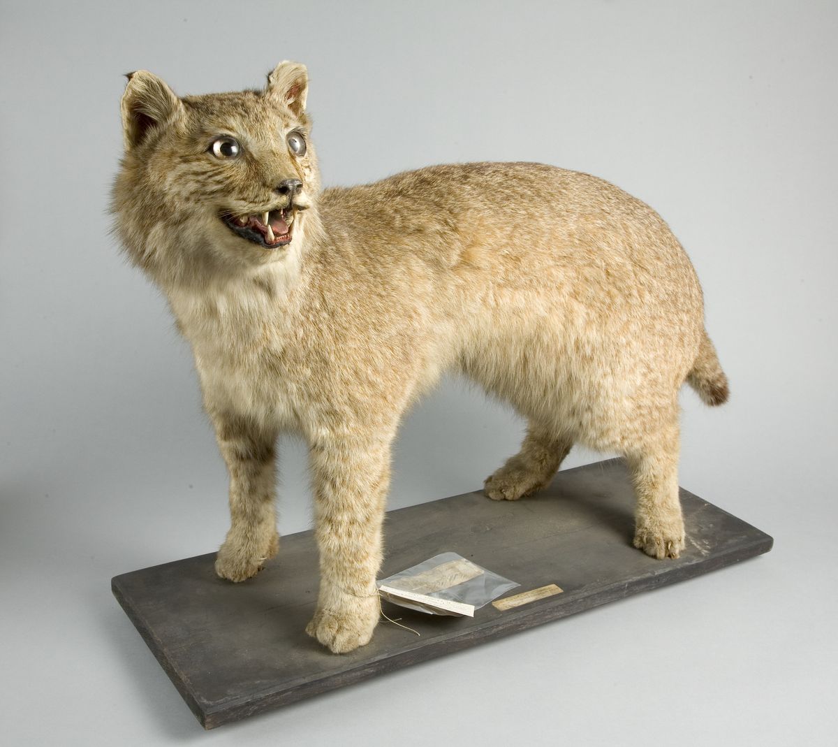 stuffed lynx