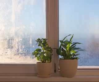 Houseplants on cold windowsill