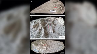 The newly described dinosaur, Changmiania liaoningensis, lived in what is now China during the Cretaceous period, about 125 million years ago. The red arrow points to a pile of possible gastroliths — stones that the dinosaur likely swallowed to aid in digestion.