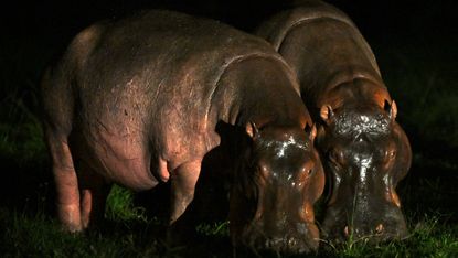 Hippos in Colombia