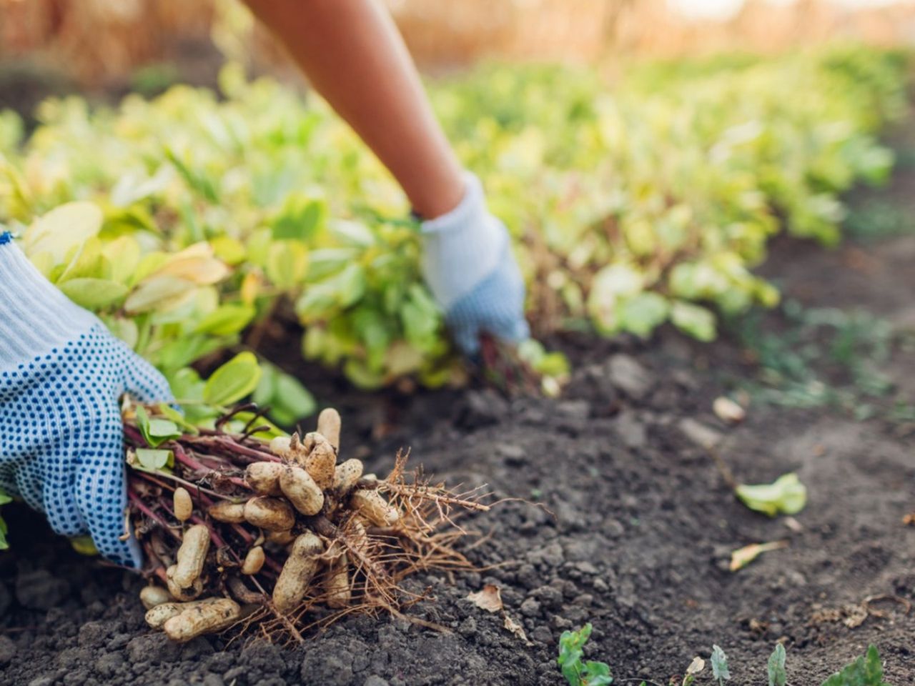 Person Harvesting Peanuts From The Garden