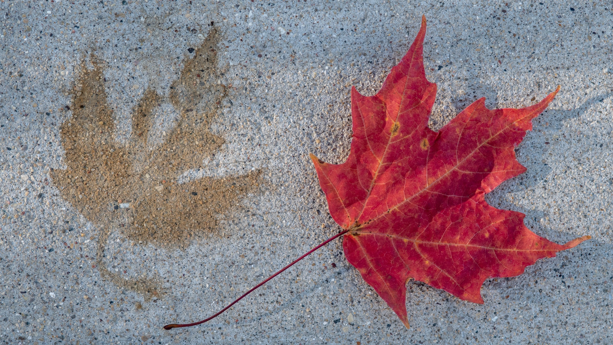 Maple leaf next to a stain on concrete