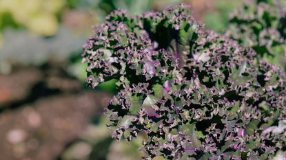 close detail on red Russian kale plant 