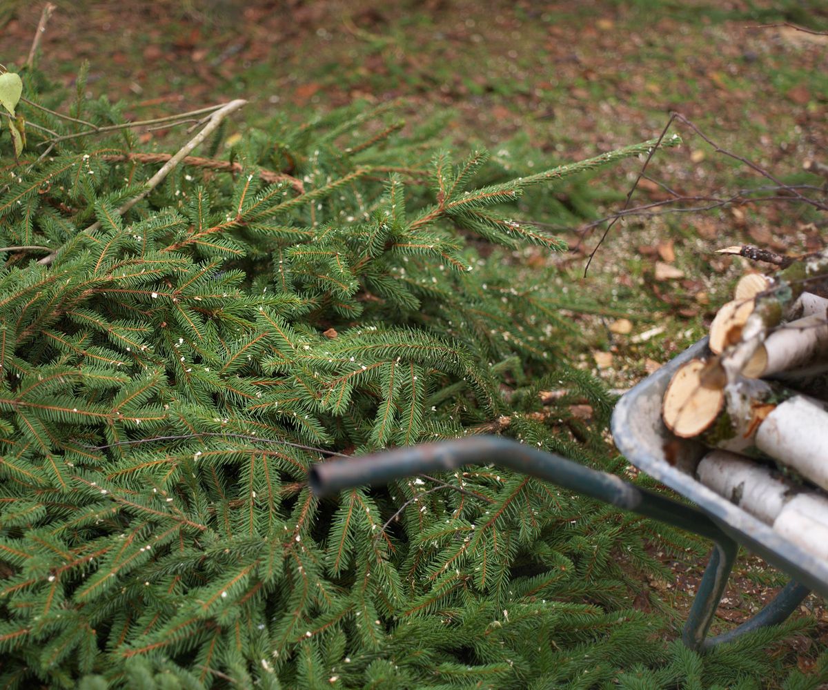 How reuse your Christmas tree to benefit your garden | Homebuilding